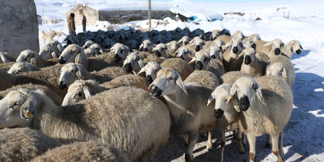 ‘Burada yapamayacaksınız’ dediler kimseyi dinlemedi! Devlet desteğini aldı, sayısı 100 olan sürüyü 7 kat büyüttü 2